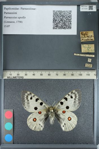 Media type: image;   Entomology 175045